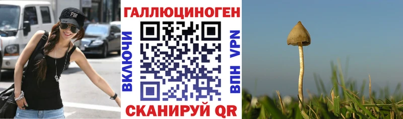 дарнет шоп  omg как войти  Галлюциногенные грибы мицелий  Гвардейск 